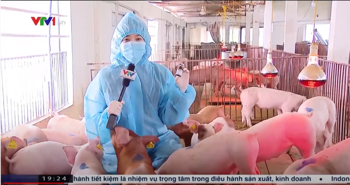 Thử nghiệm Vắc xin dịch tả lợn châu phi của công ty AVAC Việt Nam